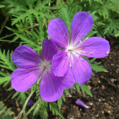 Geranium 'Nimbus' syn.Geranium clarkei x collinum