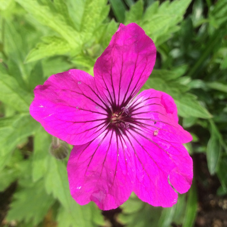 Plant image Geranium macrorrhizum 'Bevan's Variety'