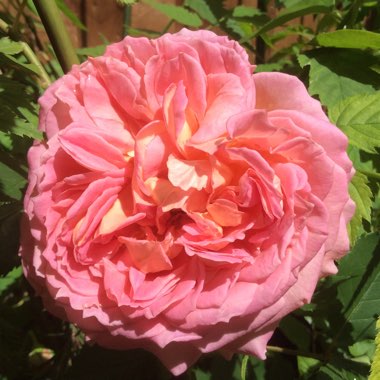 Rosa 'Jubilee Celebration'