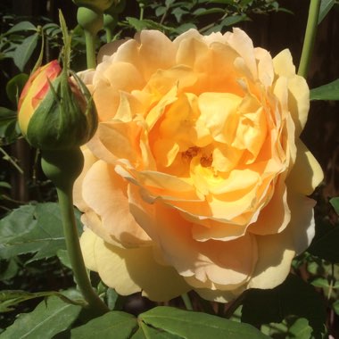 Rosa 'Molineux'