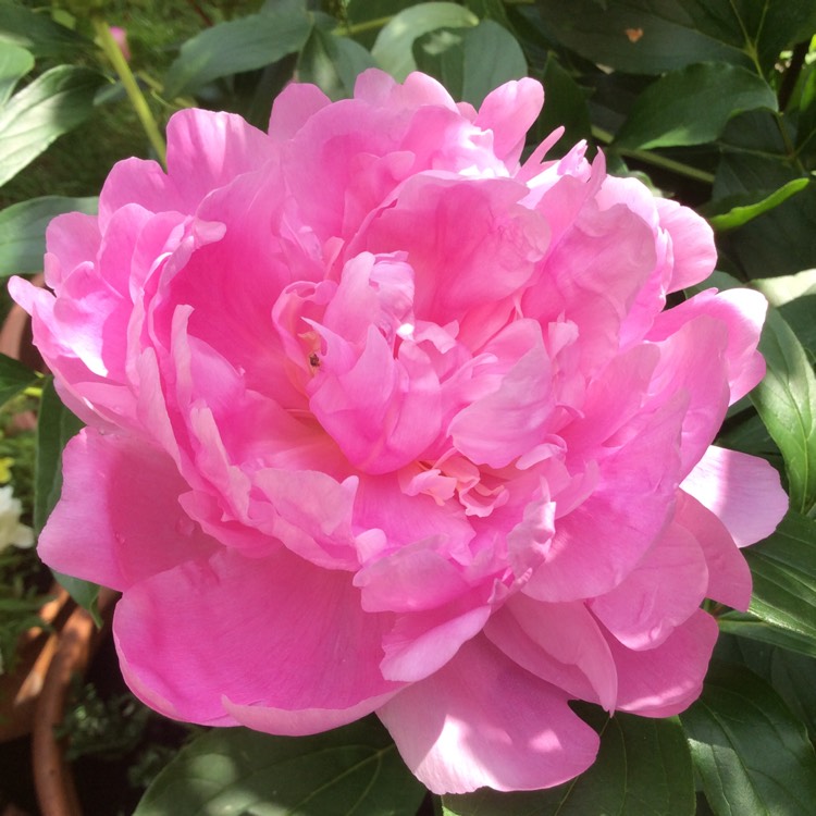 Plant image Paeonia lactiflora 'Monsieur Jules Elie'