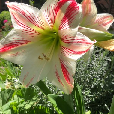 Hippeastrum 'Hot Danish'