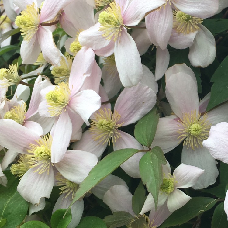 Plant image Clematis montana