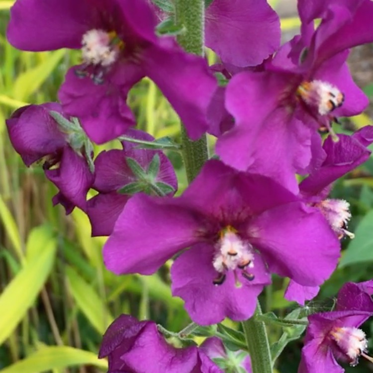 Plant image Verbascum 'Temptress Purple'