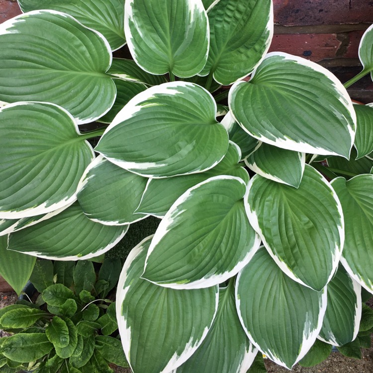 Plant image Hosta 'Aureomarginata' (ventricosa) syn. Hosta ventricosa 'Aureomarginata', Hosta 'Variegata' (ventricosa), Hosta 'Ventricosa Variegata'