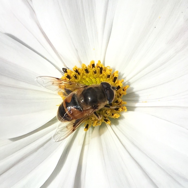 Plant image Cosmos Bipinnatus 'Purity'