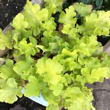 Heuchera 'Lime Marmalade'