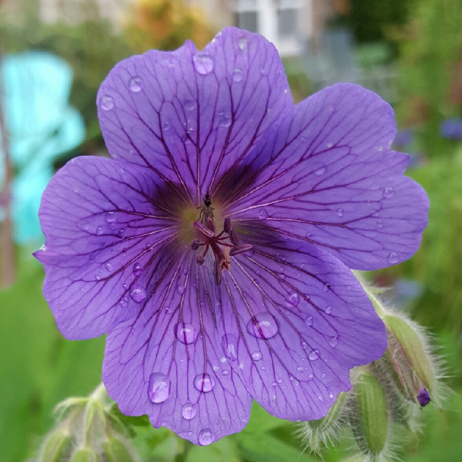 Plant image Geranium x magnificum syn. Geranium magnificum