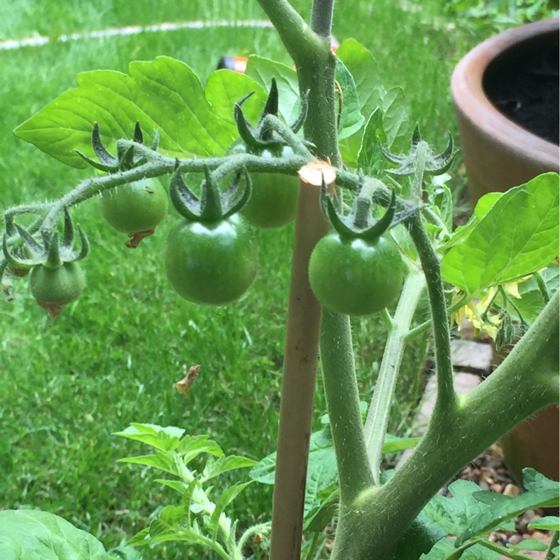 Tomato 'Red Cherry' (Cherry Tomato)