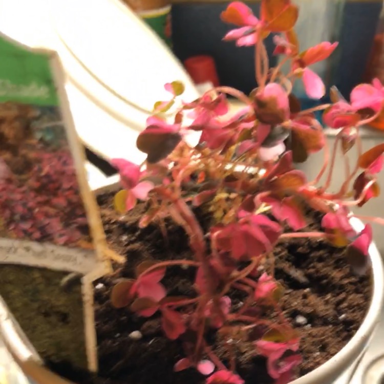 Plant image Oxalis 'Plum Crazy'