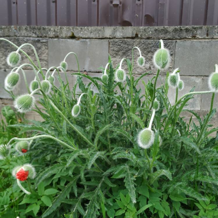 Plant image Papaver rhoeas 'Shirley Mixed' (Mix)