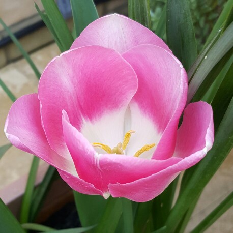 Tulip 'Innuendo' (Triumph)