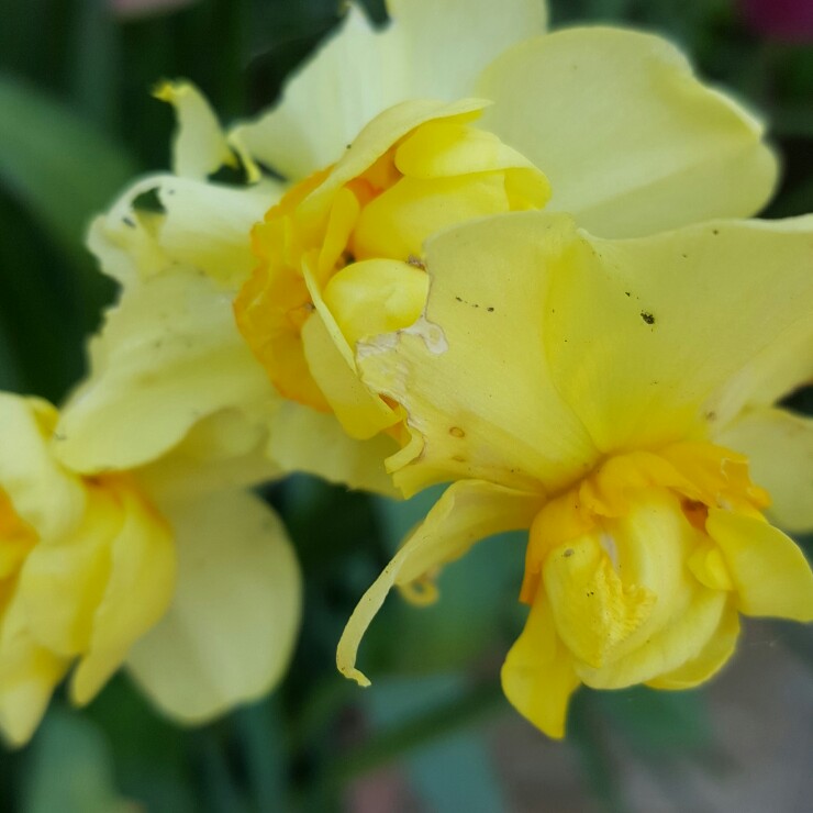 Daffodil 'Yellow Cheerfulness' (Double)