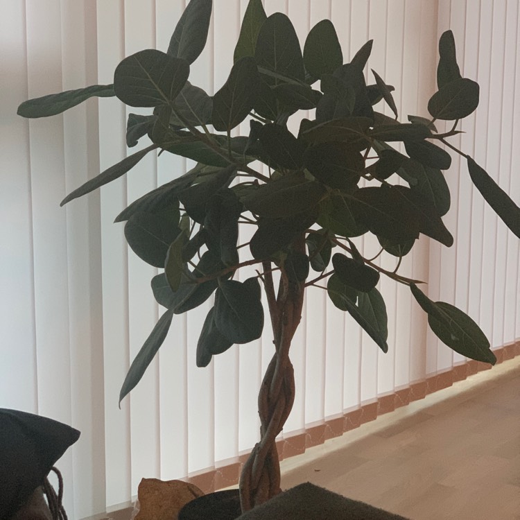 Plant image Ficus benghalensis