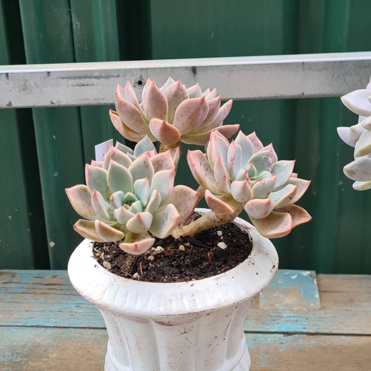 Plant image Echeveria Pretty In Pink