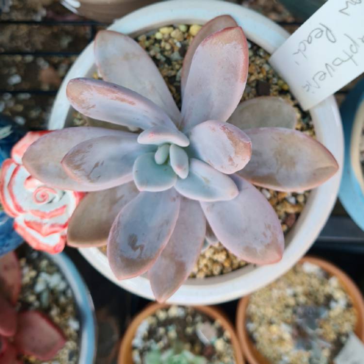 Plant image xGraptoveria Snow Peach