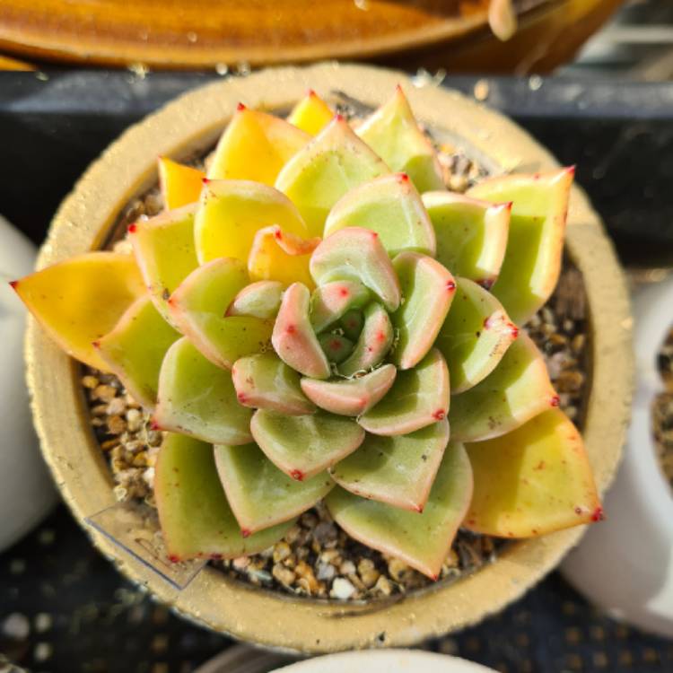 Plant image Echeveria Pink Champagne