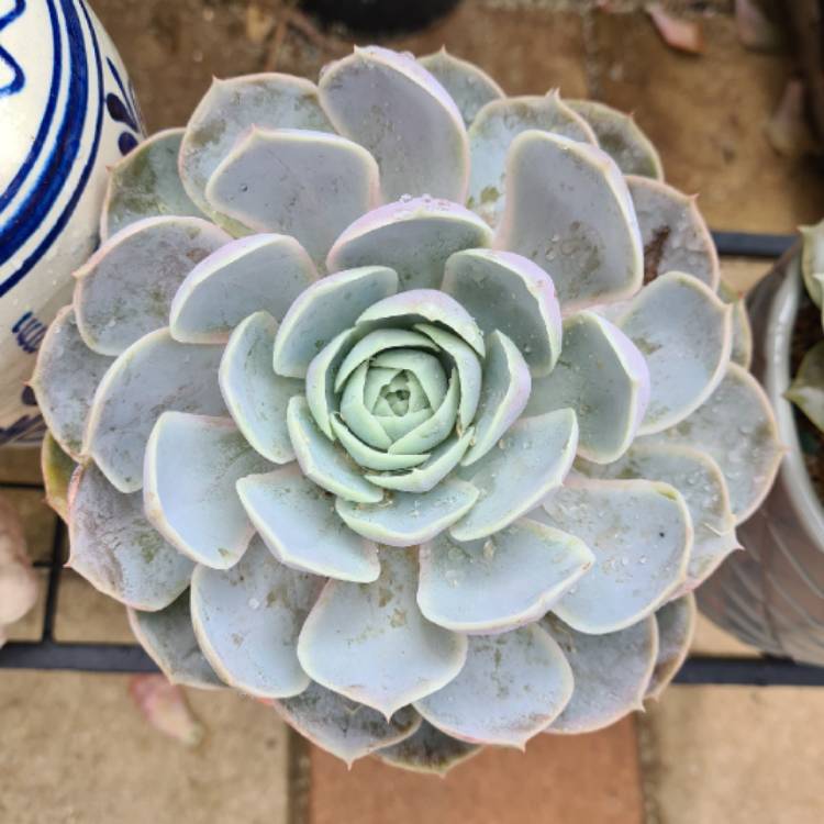 Plant image Echeveria Laulensis