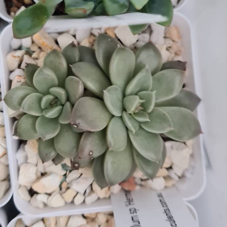 Plant image Graptopetalum Hermes