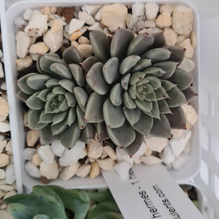 Plant image Graptopetalum Hermes