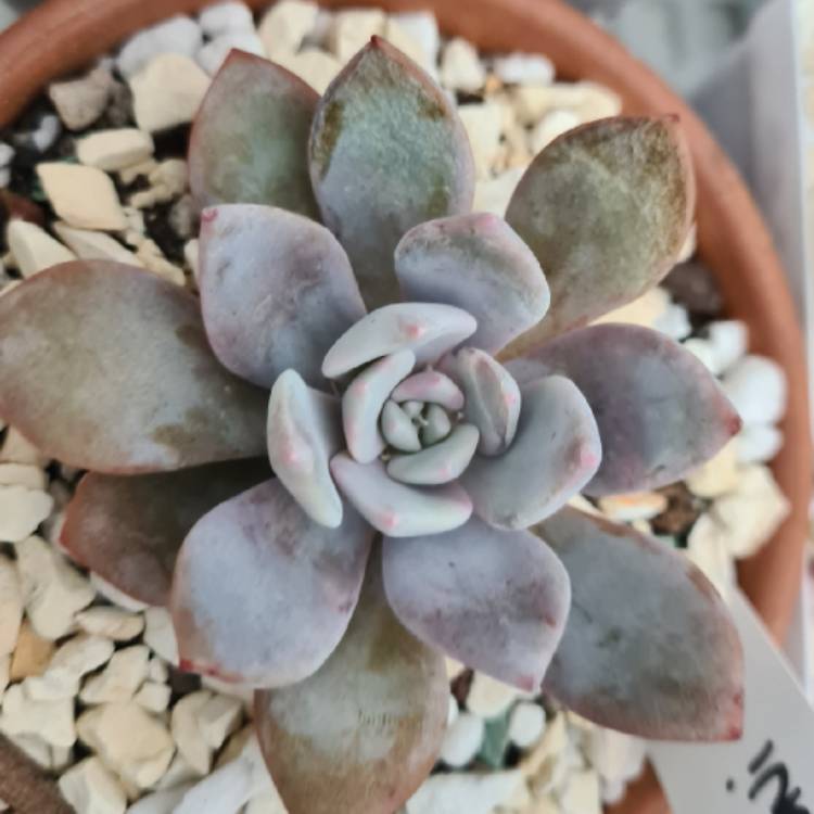 Plant image Graptoveria Pink Laui