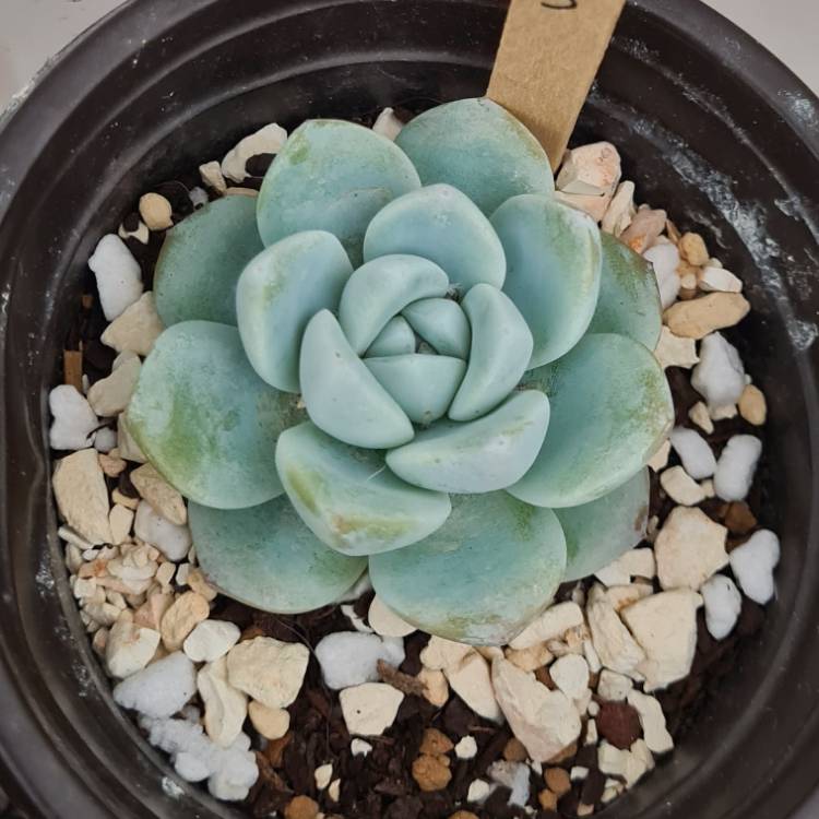 Plant image Echeveria Ice Green