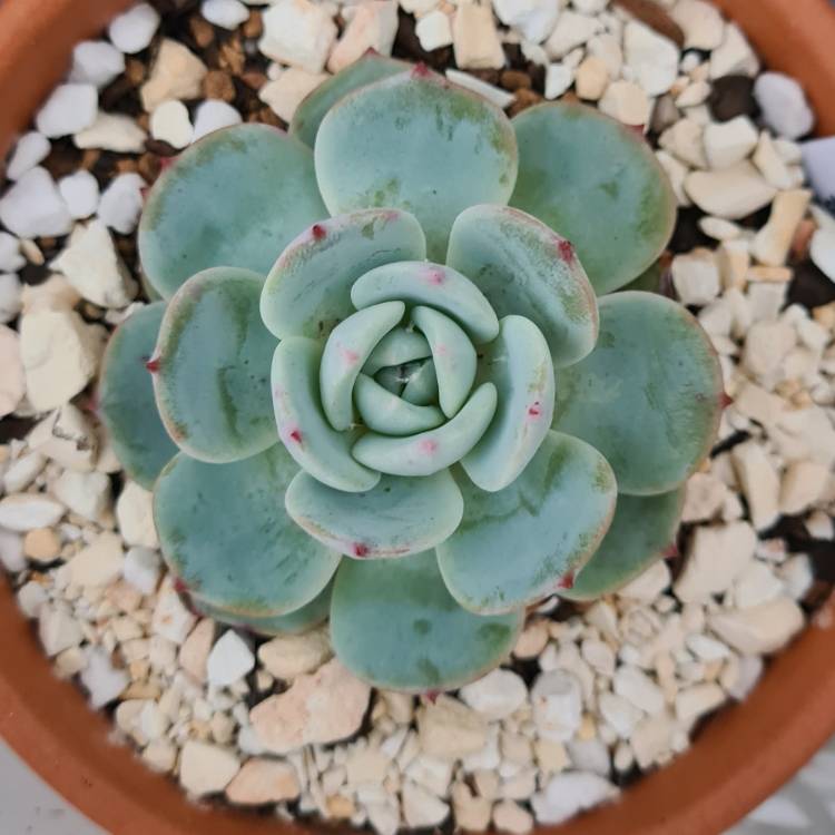 Plant image Echeveria Laui x Atlantis