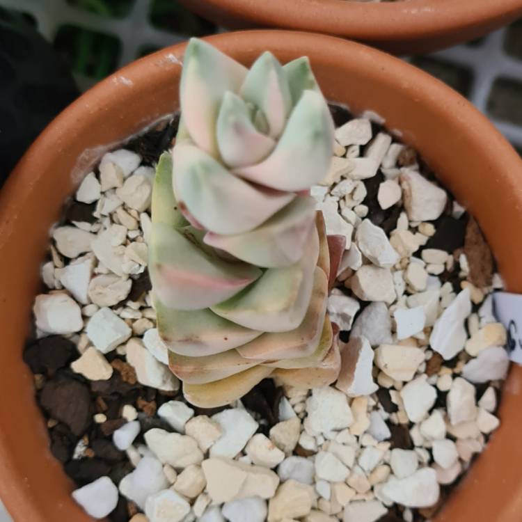 Plant image Crassula Moonglow Variegata