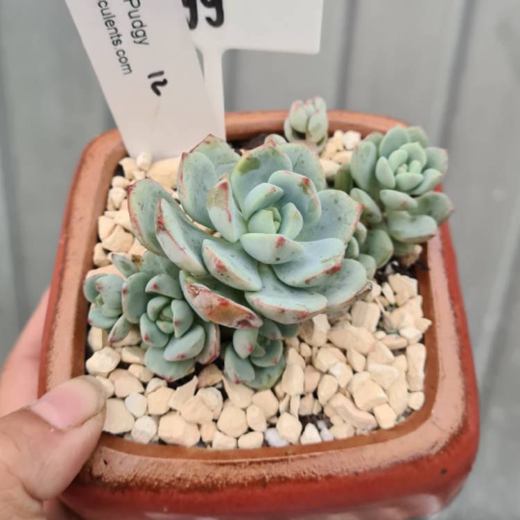 Plant image xSedeveria Pudgy