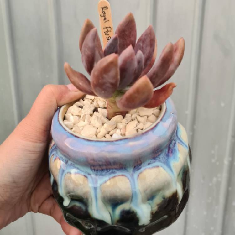 Plant image xGraptoveria Royal Flush