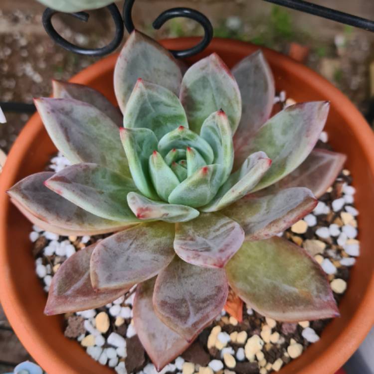 Plant image Echeveria Romeo xLaui