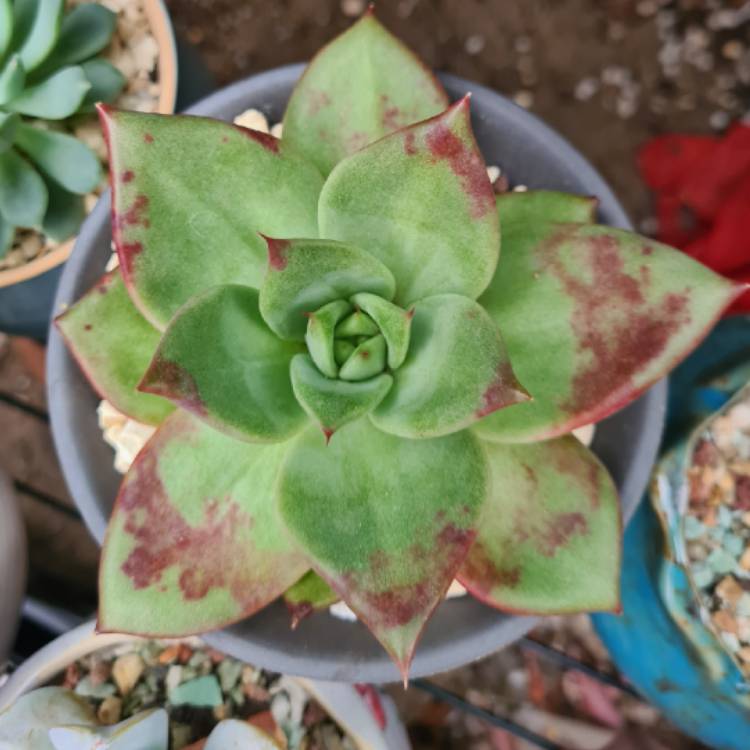 Plant image Echeveria Vashon