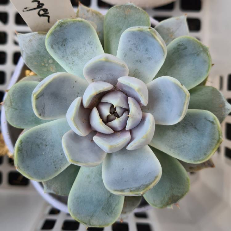 Plant image Echeveria Tynie Burger