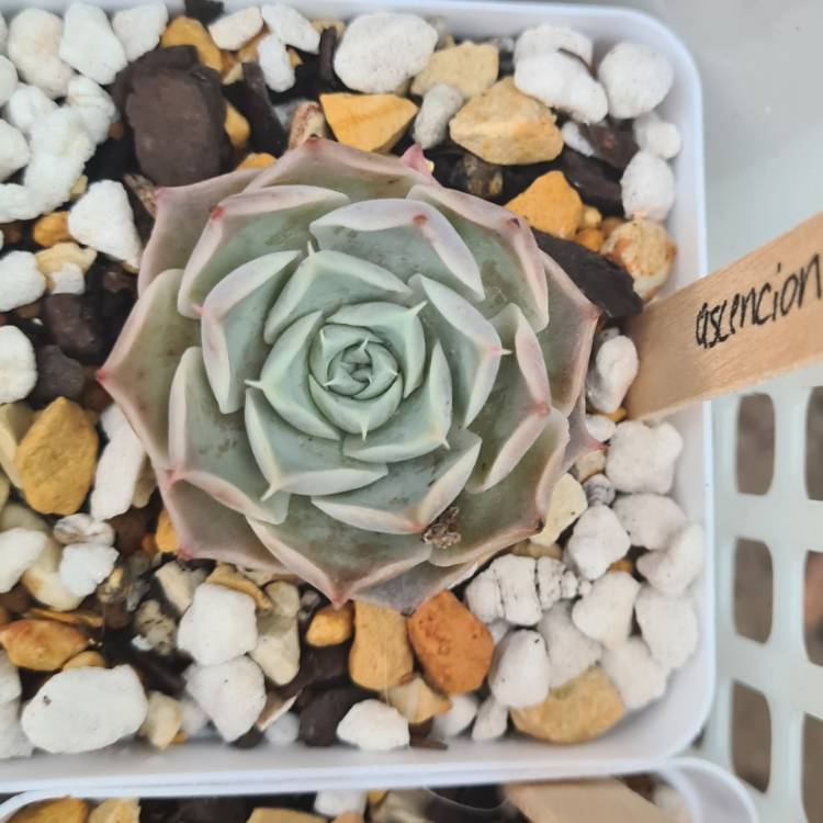 Plant image Echeveria Simulans Ascension