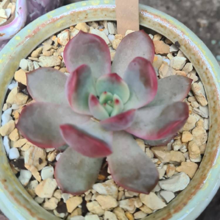 Plant image Echeveria Glam Pink