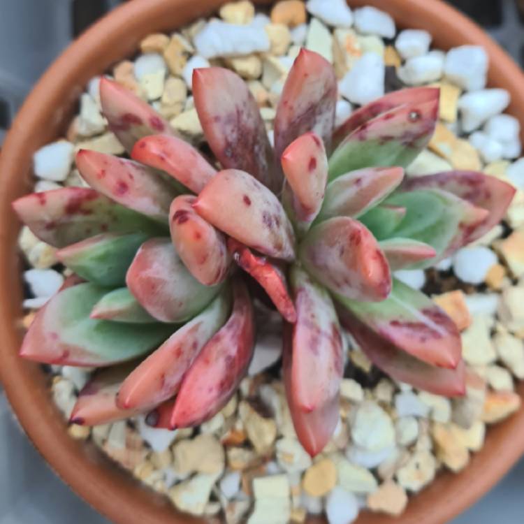 Plant image Echeveria Red Champagne