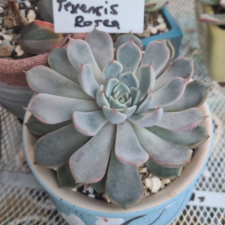 Plant image Echeveria Texensis