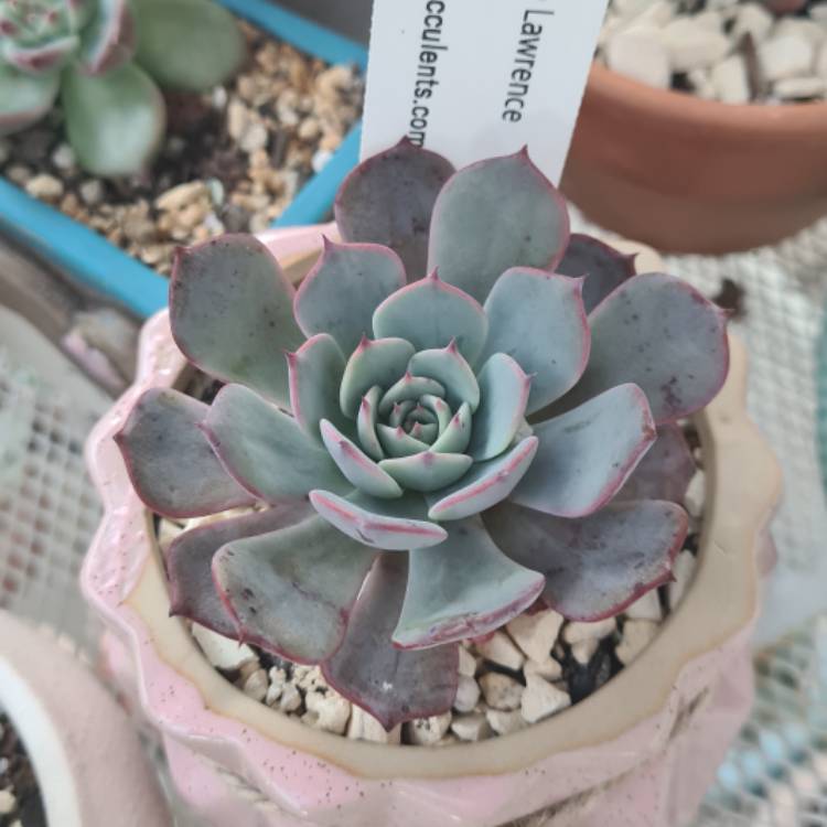 Plant image Echeveria Lawrence