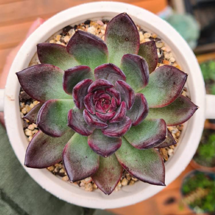 Plant image Echeveria Nightfall