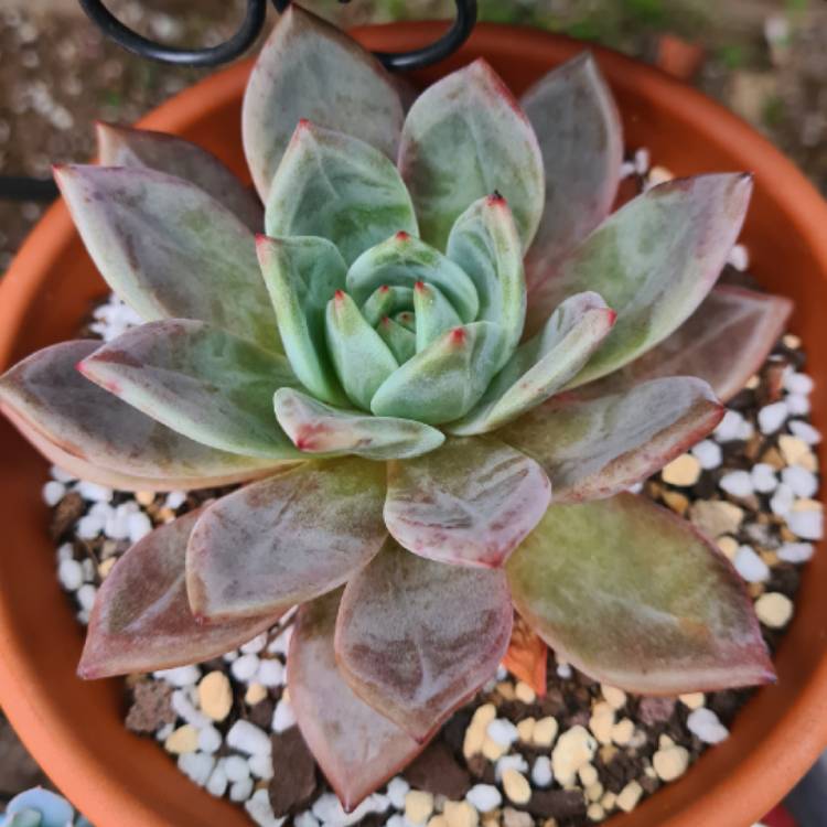 Plant image Echeveria Romeo xLaui