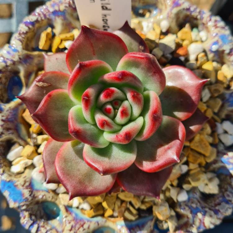 Plant image Echeveria Agavoides Amestro