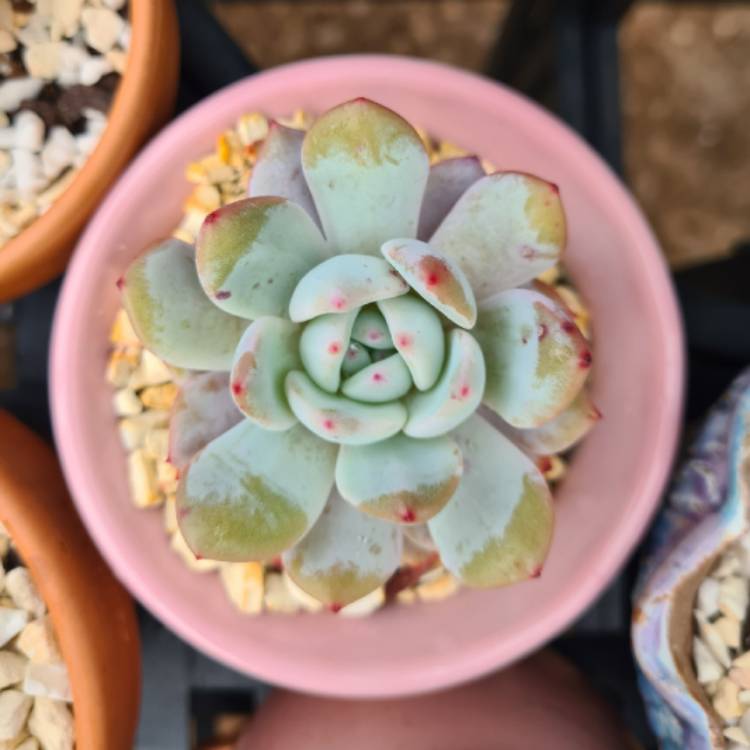 Plant image Echeveria Orange Monroe