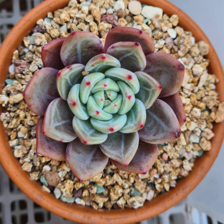 Plant image Echeveria Romeo xLaui