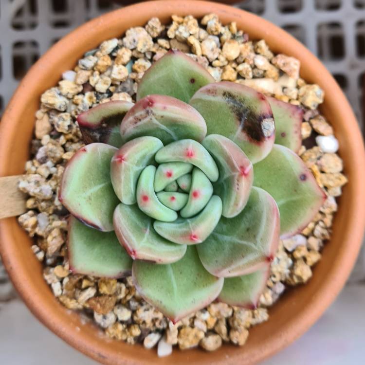 Plant image Echeveria Red Champagne