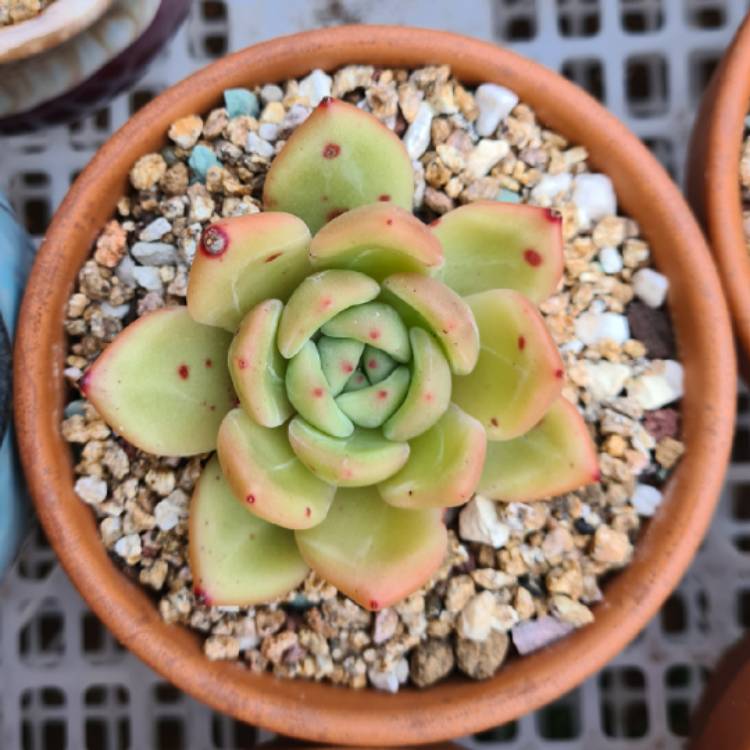 Plant image Echeveria Red Champagne