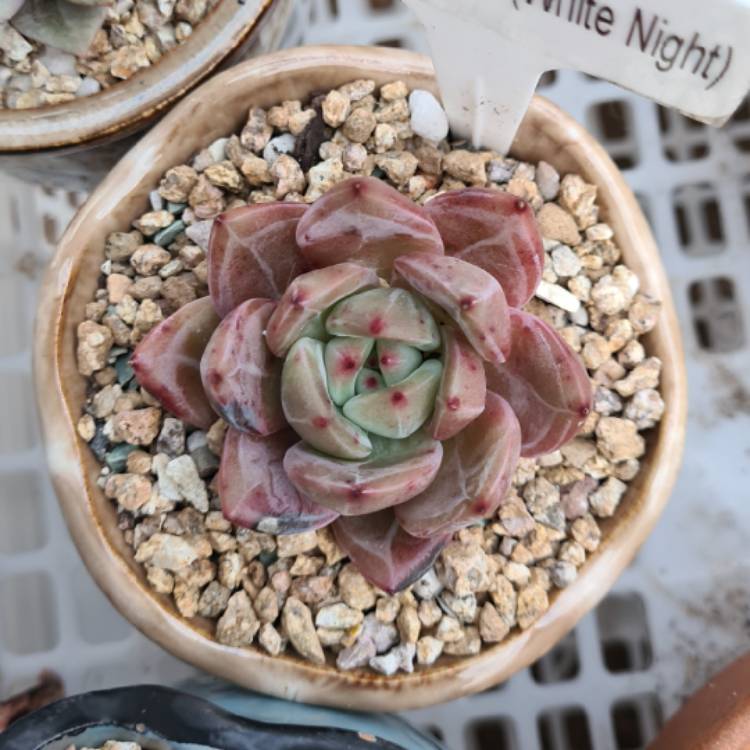 Plant image Echeveria Baekya