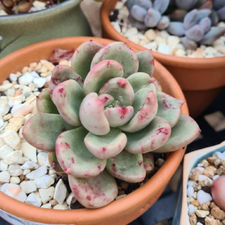 Plant image Echeveria Avocado Cream 