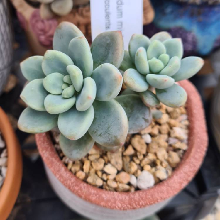 Plant image Graptosedum Miul