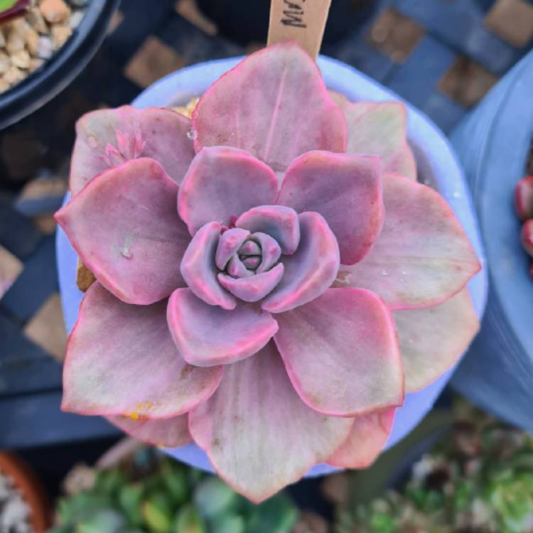 Plant image xGraptoveria Mrs Richards Variegata