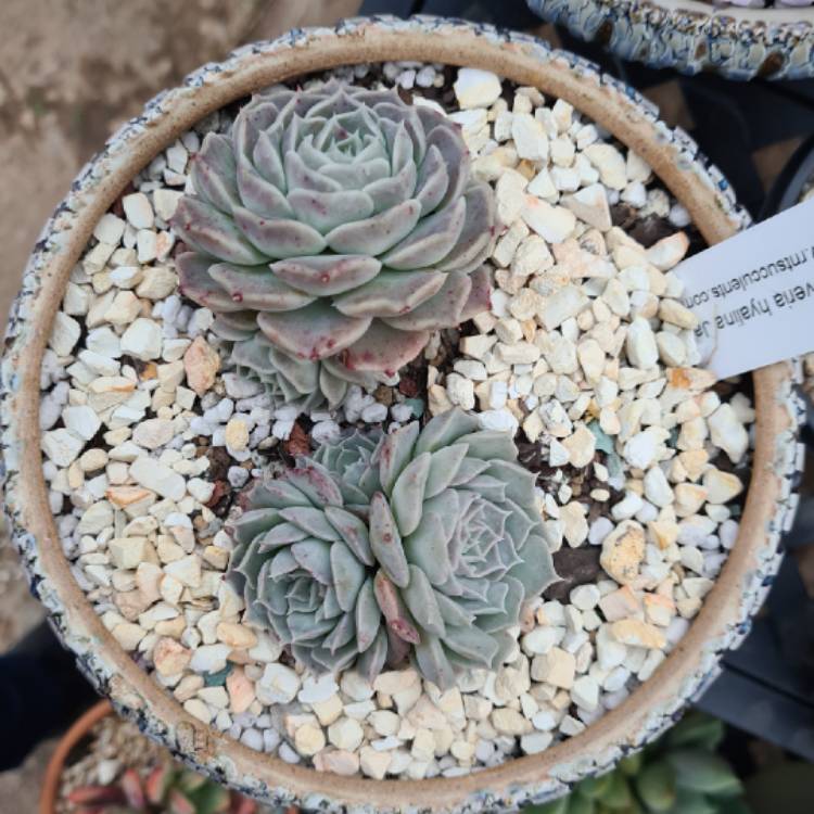 Plant image Echeveria Hyalina